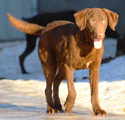 Чесапик-бей-ретривер